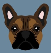 buldog francuski grafika