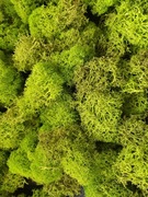 Mech chrobotek reniferowy 