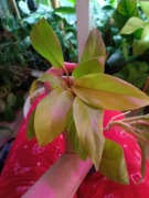 philodendron malaya gold-cięty szczyt