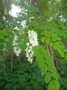 SYROP Z KWIATÓW ROBINII AKACJOWEJ (185 ml, cukier biały 40%) - SEZON 2025