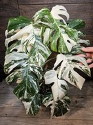 Monstera deliciosa Albo Variegata pędówki 