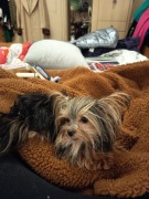 Yorkshire terrier 1,7 kg dorosly malutki  z paszportem gotowy do wyjazdu