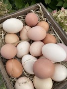 Jaja wiejskie wolny wybieg od „Kurkarni „