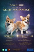 Szczenięta Welsh Corgi Pembroke