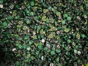 ZESTAW 25 szt KAPSLI TYMBARK KAPSLE BEZ POWTÓRZEŃ