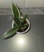Sansevieria       