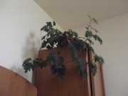 cissus rombolistny