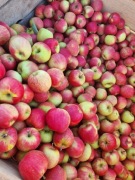 Sprzedam jabłko deserowe 