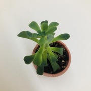 Sedum palmeri OKAZJA !!!