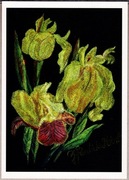 PAWLICKA-DEKERT Irys - Stowarzyszenie Przyjaciół im. Wojtyły w Krakowie