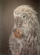 Obraz, pastele suche - Papuga z orzechem