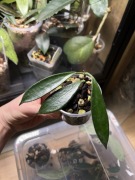 hoya stoneana | hoja
