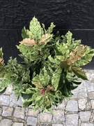 Cudowny Głogownik Pink Crispy kolorowe zimozielone liście 80cm