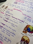 Notatki maturalne (powłoka ciała, układ ruchu)