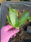 sansevieria sansewieria#2