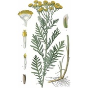 Suchy wrotycz do mazideł 120 g