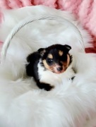 Owczarek szkocki collie długowłosy tricolor 