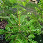 Jodła gardis od 75 zł 