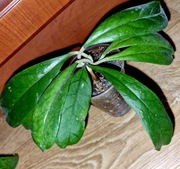 Hoja,Hoya ~ VIOLA  ~ ukorzeniona szczepka