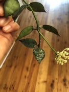 Hoya Krohniana splash