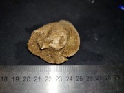 4. Koralowiec kolonijny bukowa polska naturalna skamielina koral