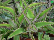 Żyworódka Daigremonta Kalanchoe Daigremonta