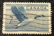 Kanada, bernikla kanadyjska (Canada Goose), 7 centów