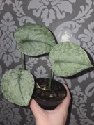Scindapsus silver cloud