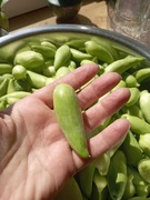 Dziki ogórek, papryka, cyklantera 30 nasion łatwa uprawa, wydajne plony.  