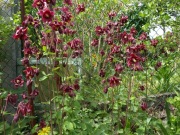 Orlik pospolity Aquilegia vulgaris wysoki miododajna 500 nasion