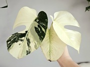 Monstera Jungle Mint naturalny nie z tc 3 liście szczyt 