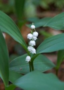 Kłącza konwalii majowej 25szt