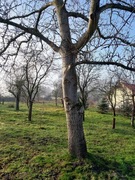 Sprzedam orzech włoski, do ścięcia