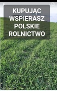 Żyto ozime na poplon ziarno poplon 20 kg POLSKIE ŻYTO