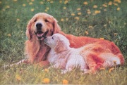 Puzzle jigsaw 1000 goldeny 