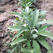 Szałwia Lekarska - Zioło miododajne (10szt)