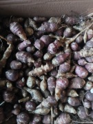 PROMO Topinambur sadzeniak wydajny drobnyy 4kg