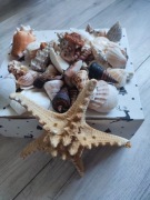 Muszle kolekcjonerskie