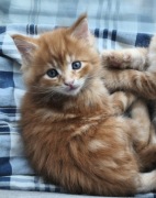 Rudy Kocurek Maine Coon, rodowód fpl FIFA (Diesel)