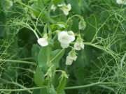 Groch Batuta C1 kwalifkikowany mat siewny Producent