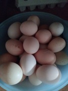 Jajka od kur z wolnego wybiegu 