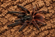 Psalmopoeus victorii ptasznik pająk L1 terrarium