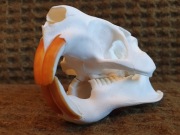 Weterynaria- czaszka nutrii (Myocastor coypus) (Nie czaszka lisa!)