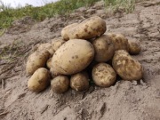 Ziemniaki idealne na zimę (5kg) Surmia, Agnes i Gala