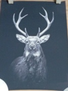 Obraz na płótnie Jeleń 50x70 cm. Druk komputerowy 