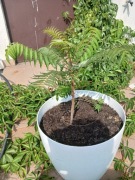 Sadzonki Sumaka Octowca