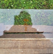 FSO szyba tylnia z uszczelką 