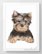 PLAKAT A3 PIES YORK do pokoju dziecka pezent