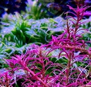 Rotala Mexicana Goias, sadzonka ok. 5-8 cm, hodowla podwodna