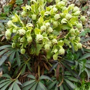 Ciemiernik Cuchnący - Helleborus foetidus 20n